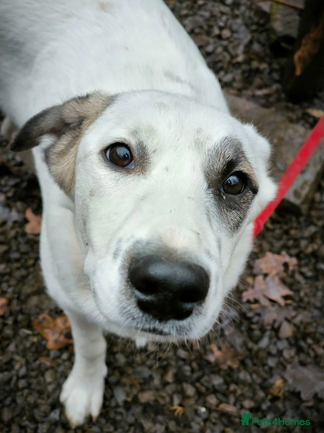 Mixed Breed dogs for adoption: ❤️PLIAMKA❤️8.5-month-old loving and playful girl in Oxford - Advert 4