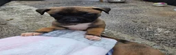 Mixed Breed dogs for sale: Belgian mallionas x staffy pups 6 females - Advert 13