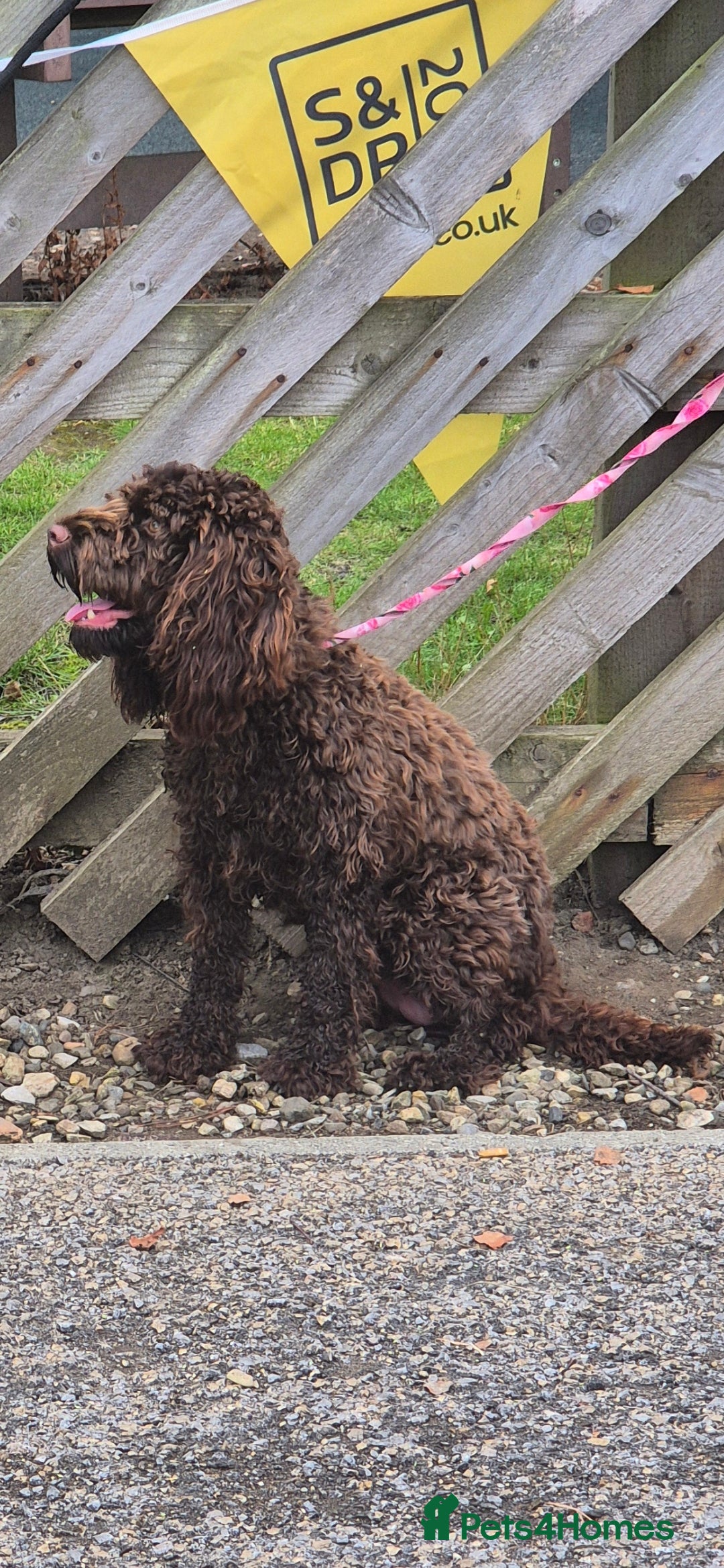 Cockapoo dogs for sale: Cockapoo pups - Image 8