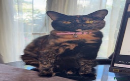 British Longhair cats for sale: Fendi - free of charge - Image 2