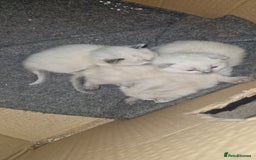 Ragdoll cats for sale: Beautiful pure breed ragdoll kittens  - Image 8