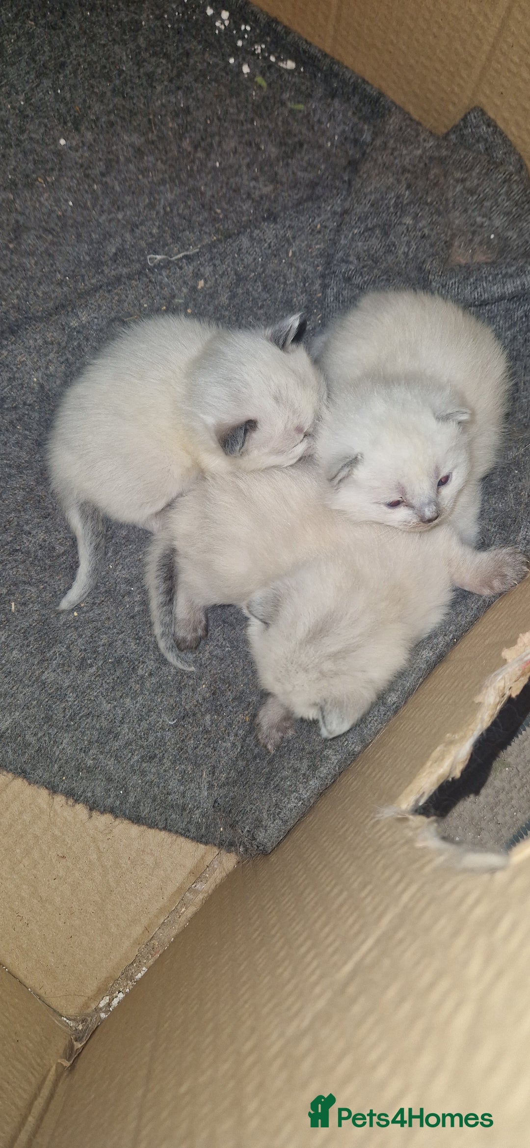 Ragdoll cats for sale: Beautiful pure breed ragdoll kittens  - Image 8