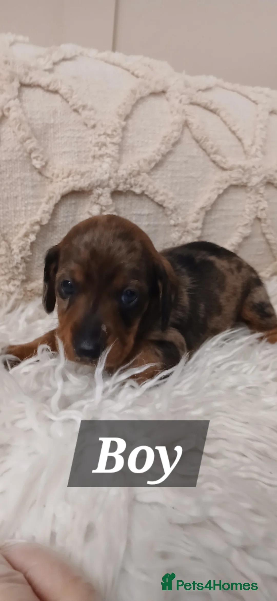 Miniature Dachshund dogs for sale: Miniture dachshund Pups in Mountain Ash - Advert 2