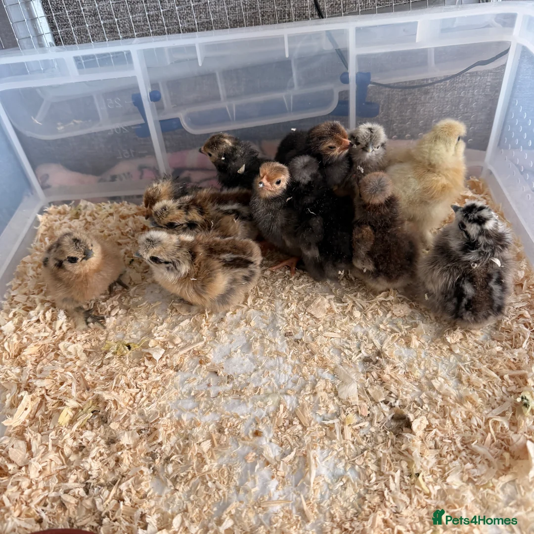 Chickens poultry for sale: Polish & silkie chicks  - Advert 2