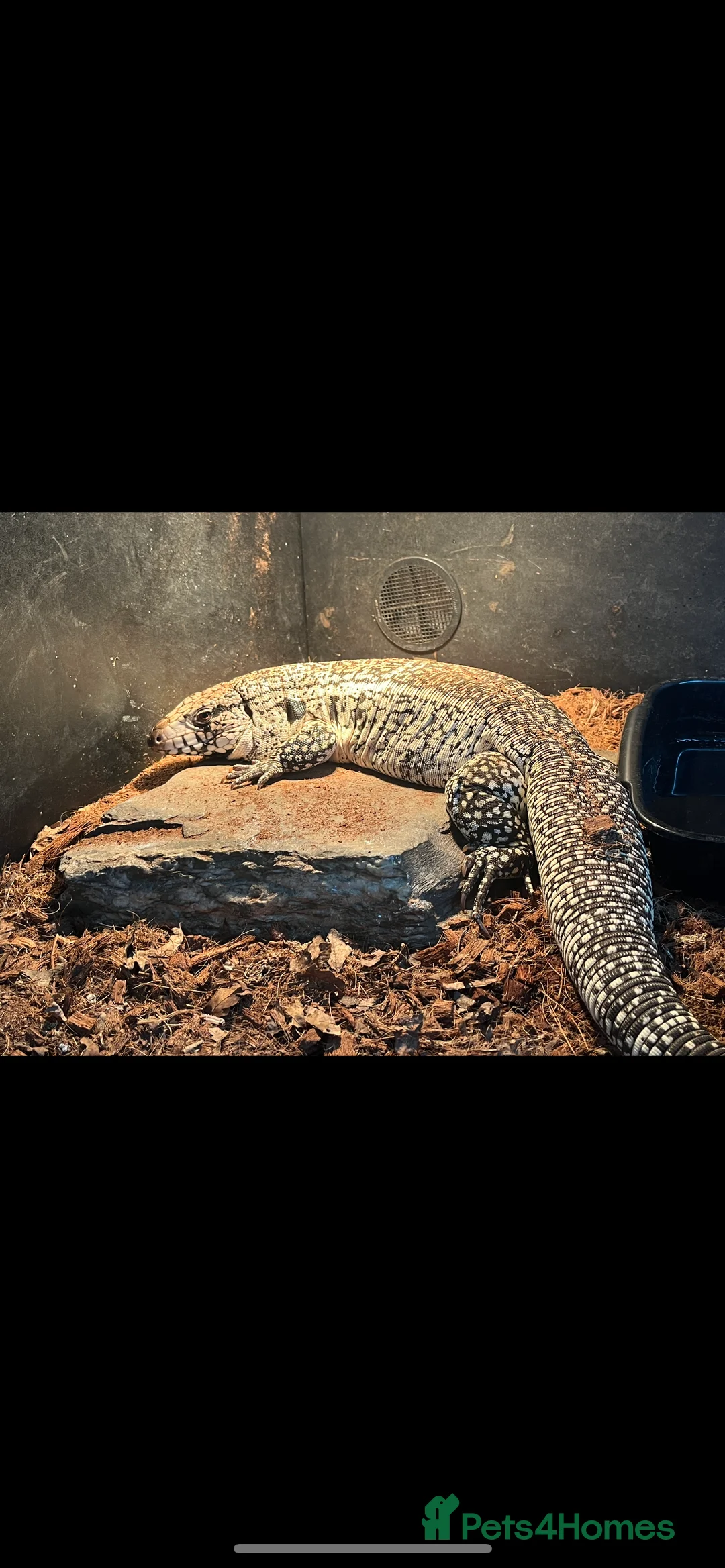 Lizard reptiles for sale: Blue Tegu 0.1 for sale - Advert 2