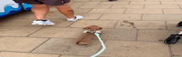 Miniature Dachshund dogs for sale: Isabella miniature Dachshund - Advert 3