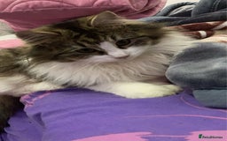 Mixed Breed cats for sale: 2 KITTENS FOR SALE - Image 3
