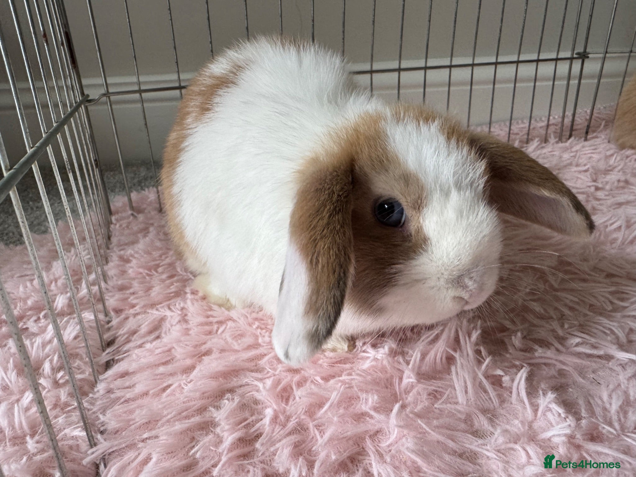 Mini Lop rabbits READY NOW LAST ONE baby mini lop boy - Advert 16