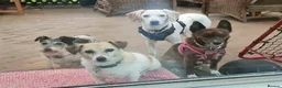 Mixed Breed dogs for sale: Handsome Paddy in Addlestone - Advert 3