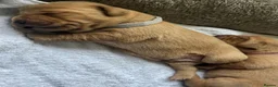 Labrador Retriever dogs for sale: KC Registered Fox Red Lab Puppies Raised Vet’s Hom - Advert 13