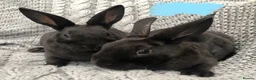 Rex rabbits for sale: Beautiful velvet mini Rex & Rex rabbits - Advert 20