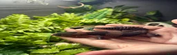 Gecko reptiles for sale: African Fat Tailed Gecko - Advert 9
