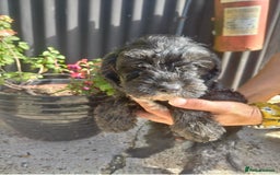 Cavapoo dogs for sale: Gorgeous cavapoo pups  - Image 4