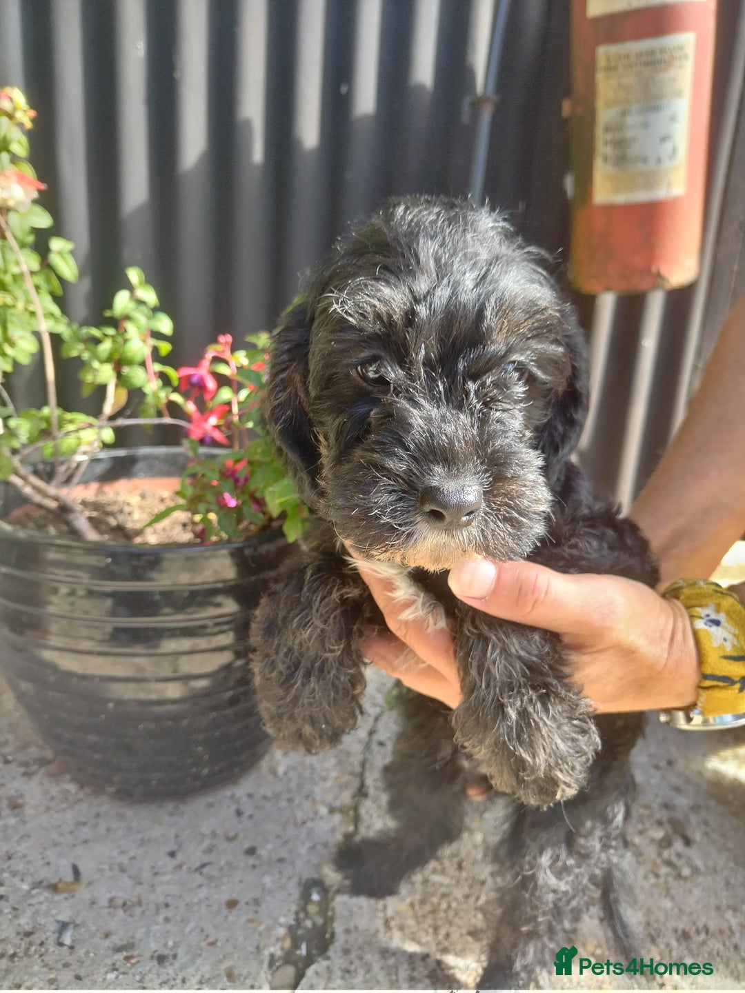 Cavapoo dogs for sale: Gorgeous cavapoo pups  - Image 4