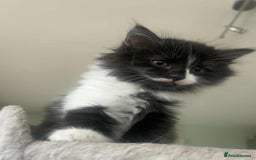 Mixed Breed cats for sale: Beautiful Black and White Kittens - Advert 6