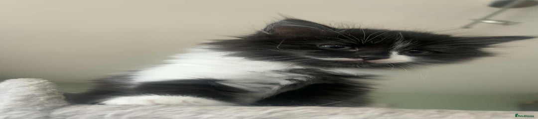 Mixed Breed Kitten 4