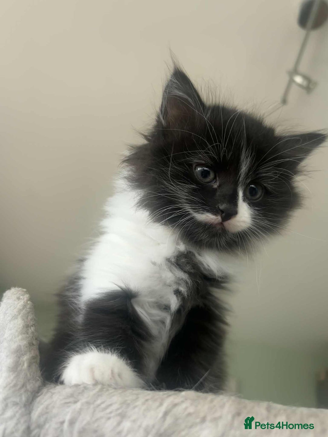 Mixed Breed cats for sale: Beautiful Black and White Kittens - Advert 6