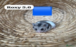 Hamster rodents for sale: Beautiful baby hamsters. Syrian and Russian Dwarf - Image 14