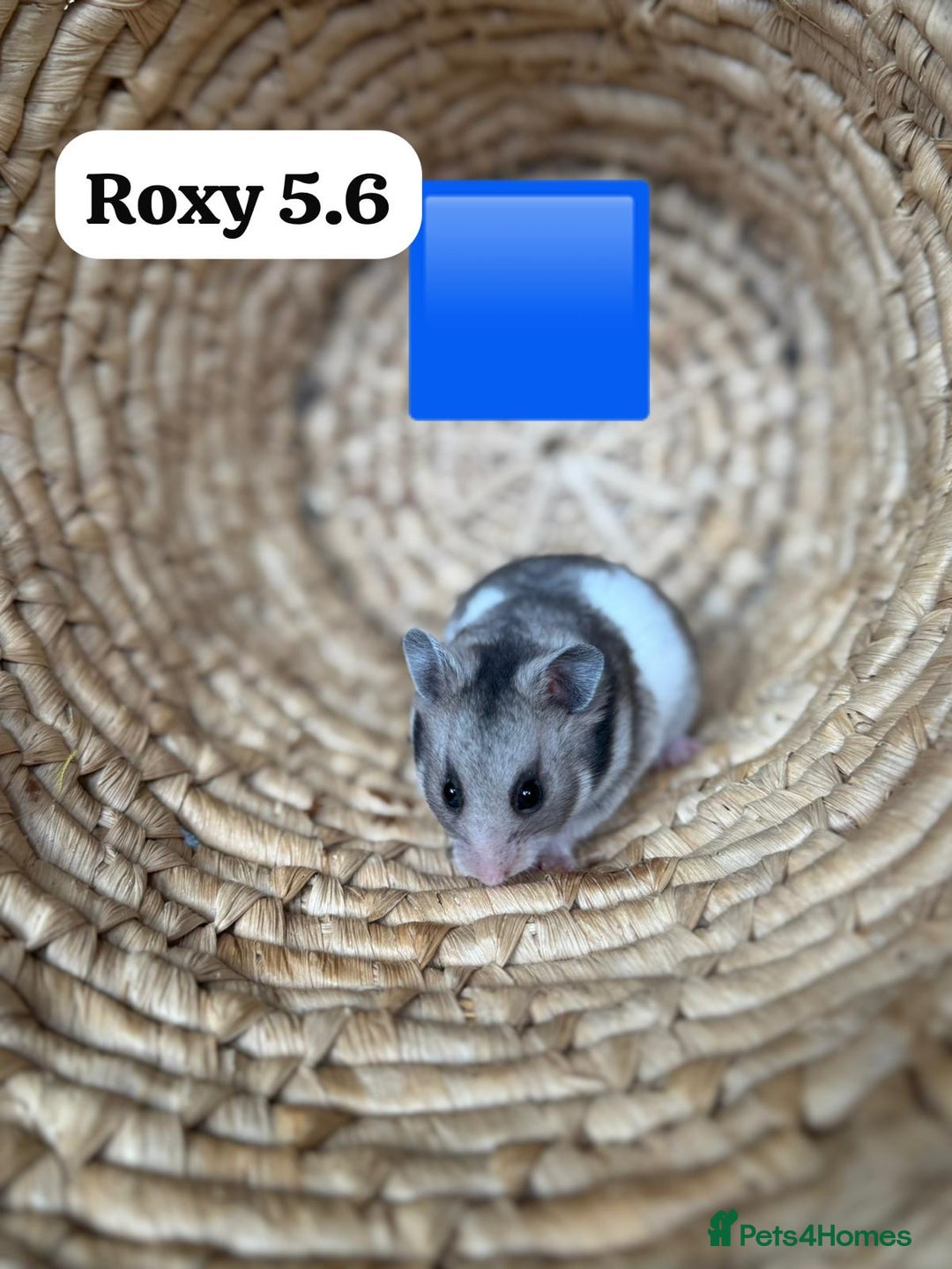 Hamster rodents for sale: Beautiful baby hamsters. Syrian and Russian Dwarf - Image 14