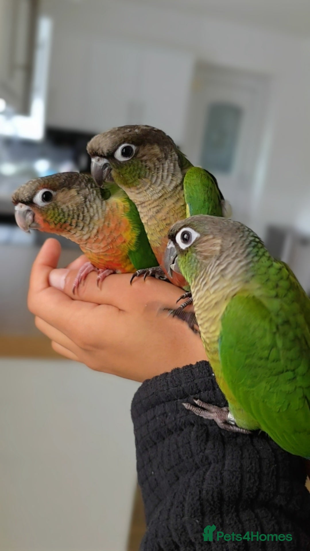 Conures birds for sale: Handreared Tame Baby Conures  - Image 3