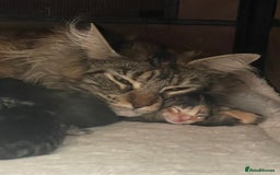 Maine Coon cats for sale: Mainecoon kittens Polydactyl/non polydactyl  - Image 2