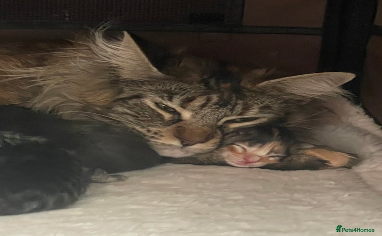 Maine Coon cats - Advert 6