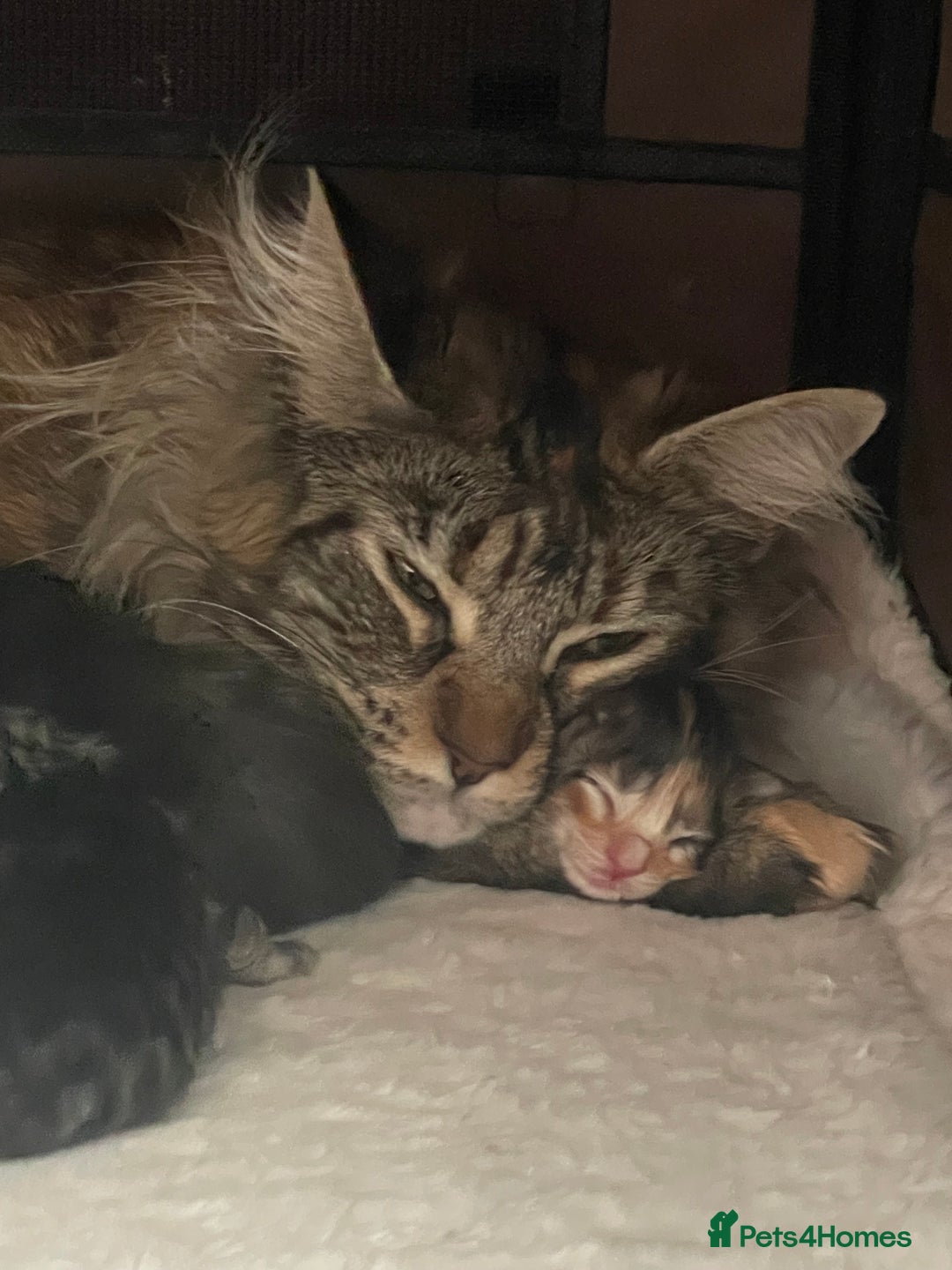 Maine Coon cats for sale: Mainecoon kittens Polydactyl/non polydactyl  - Image 2