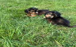 Cockapoo dogs for sale: Stunning F1 cockerpoo puppies - Image 21