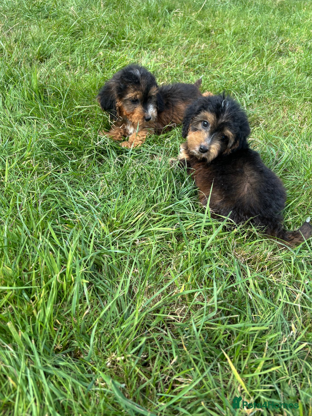 Cockapoo dogs for sale: Stunning F1 cockerpoo puppies - Image 21