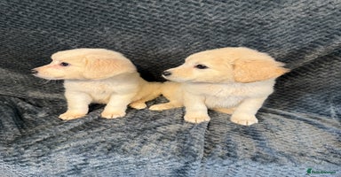 Golden Retriever dogs - Advert 9