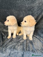 Golden Retriever dogs - Advert 9