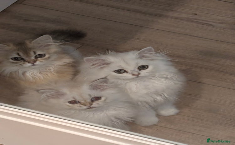 British Longhair cats - Advert 12