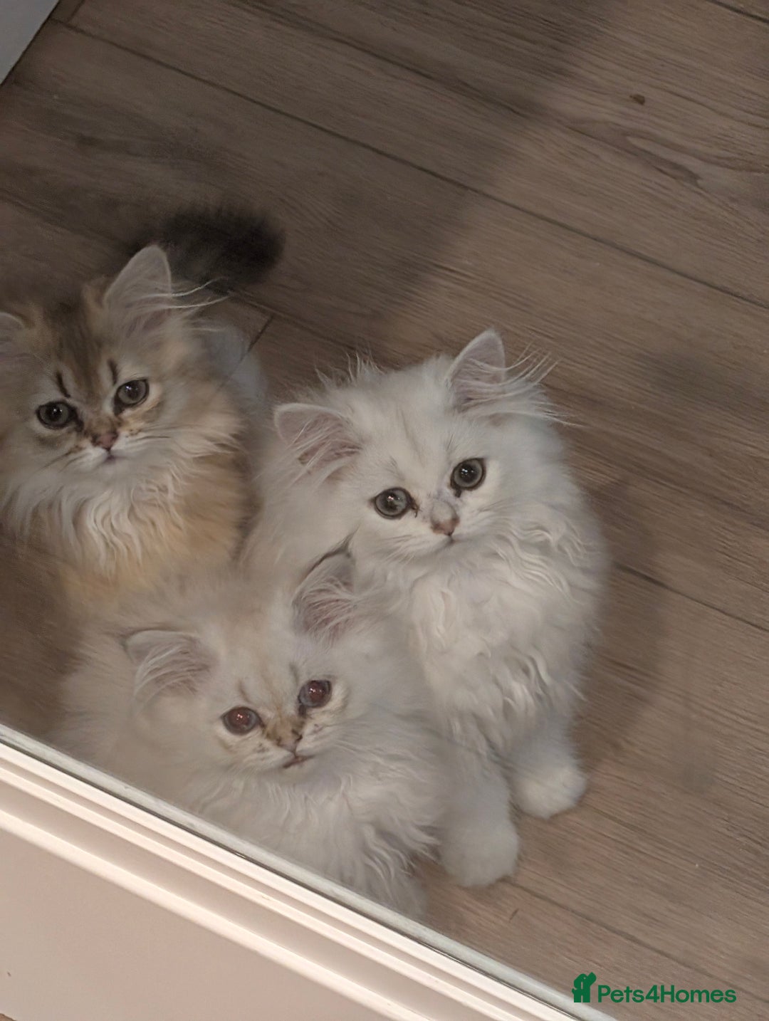 British Longhair cats for sale: TICA REGISTERED British longhair champion breed - Image 2