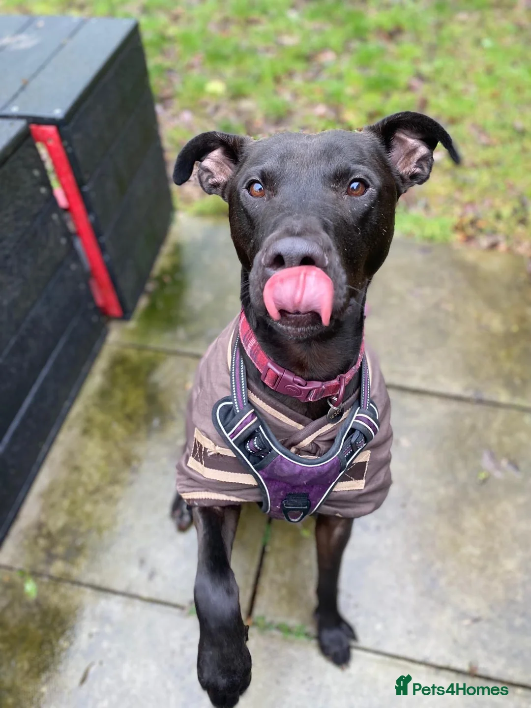 Mixed Breed dogs for adoption: Captain - Advert 1