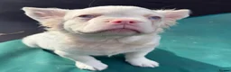 French Bulldog dogs for sale: 2 top quality French bulldogs  - Advert 1