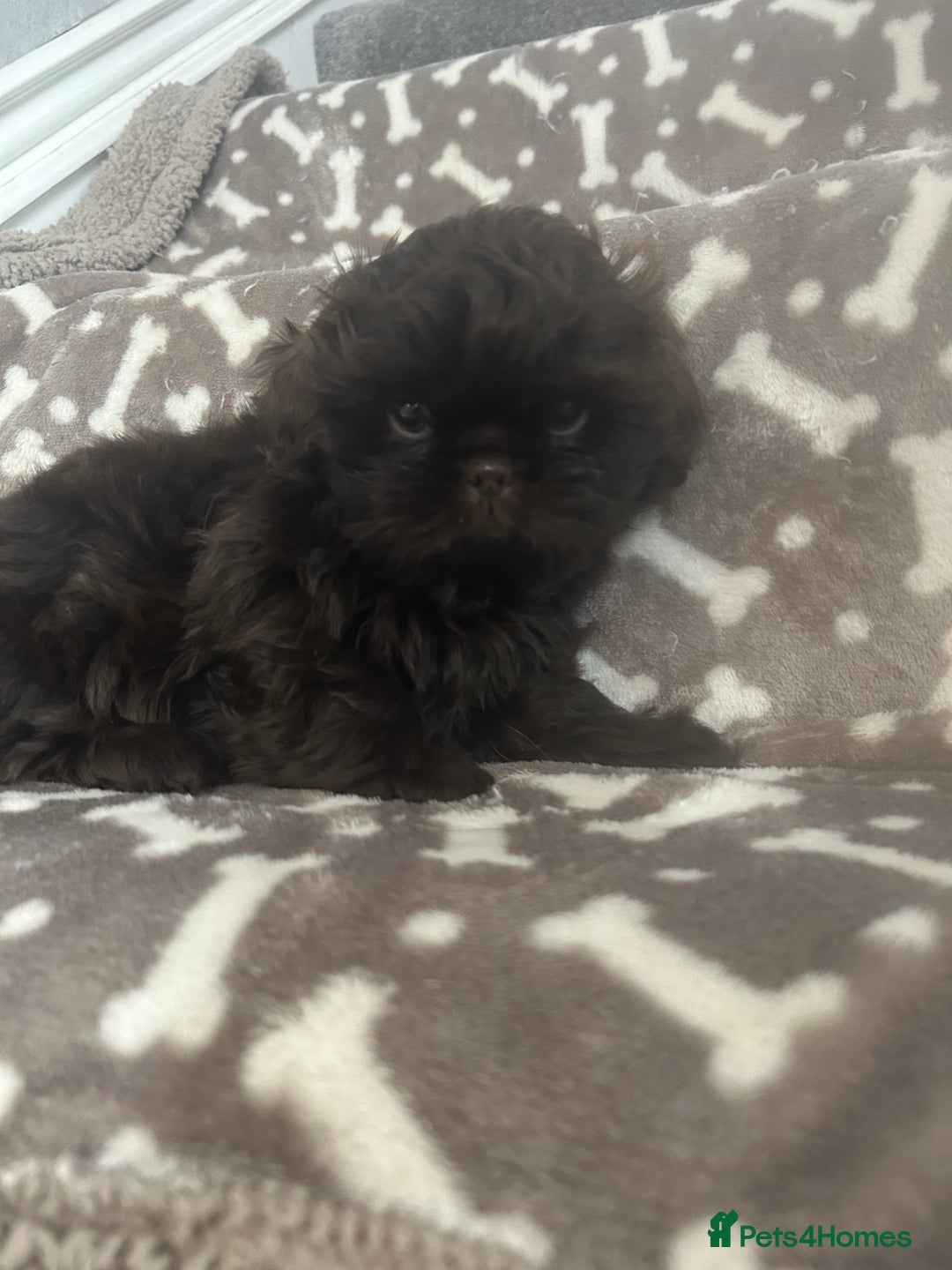 Shih Tzu dogs for sale: KC Imperial Dark non fade Chocolate Boy Available - Image 7