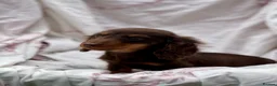 Miniature Dachshund dogs for sale: Long haired dachshund puppies  - Advert 4