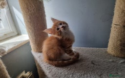 Maine Coon cats for sale: Beautiful Maine Coon kittens  - Image 5