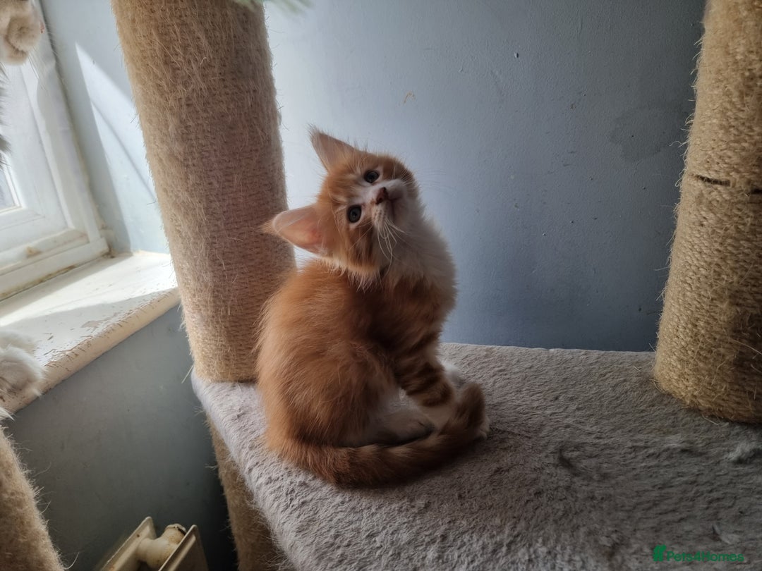Maine Coon cats for sale: Beautiful Maine Coon kittens  - Image 5