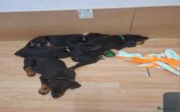 Dobermann dogs for sale: Beautiful Doberman puppies 3 boys 3 girls for sale - Image 29