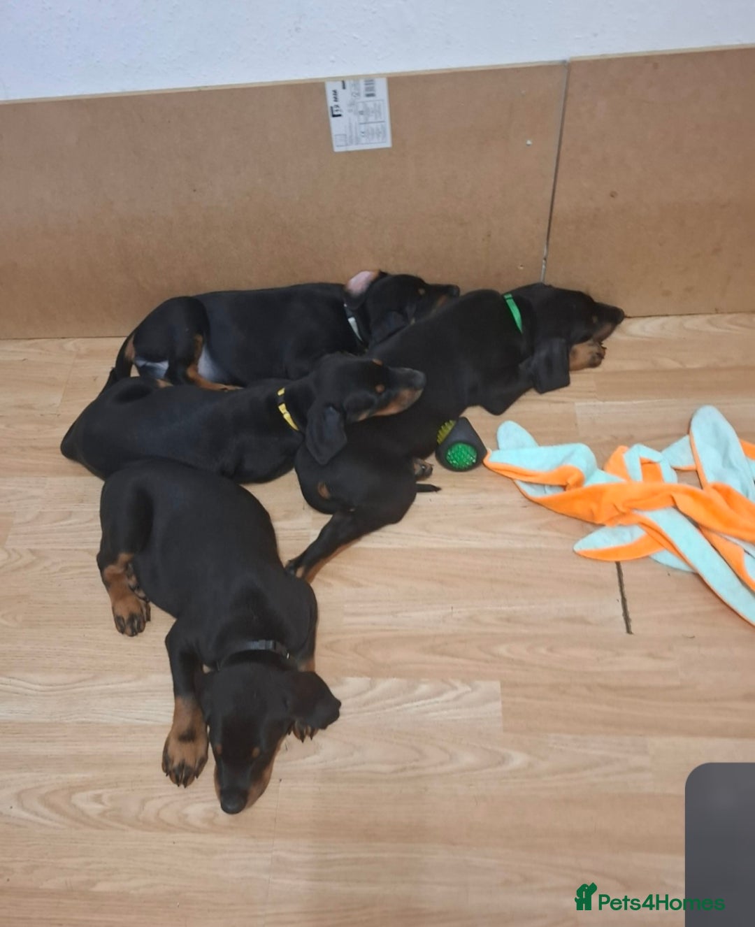 Dobermann dogs for sale: Beautiful Doberman puppies 3 boys 3 girls for sale - Image 29