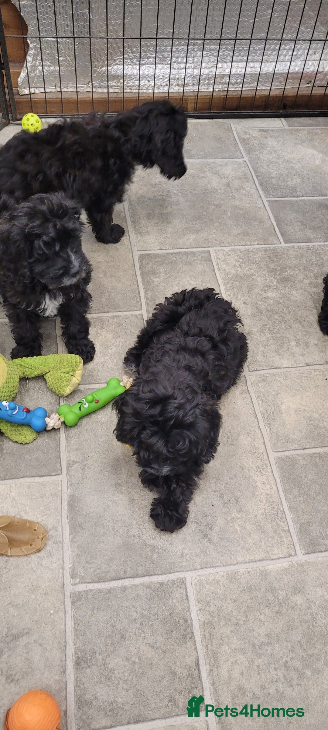 Cockapoo dogs for sale: 3 Stunning Black Girls F1 Show type cockapoos - Advert 11