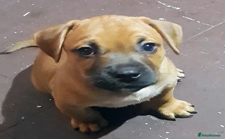 Mixed Breed dogs - Advert 1