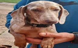 Dachshund dogs for sale: Isabella dapple tan dashound  - Image 6