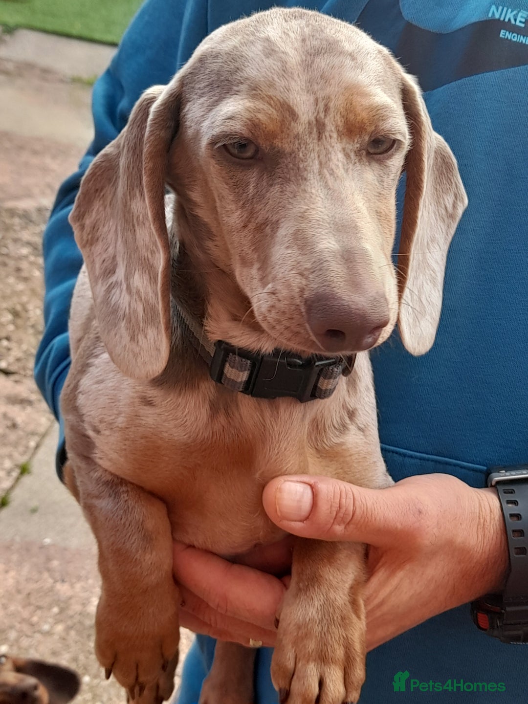 Dachshund dogs for sale: Isabella dapple tan dashound  - Image 6