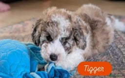Poochon dogs for sale: Poochon pups stunning Rare colours - Image 18