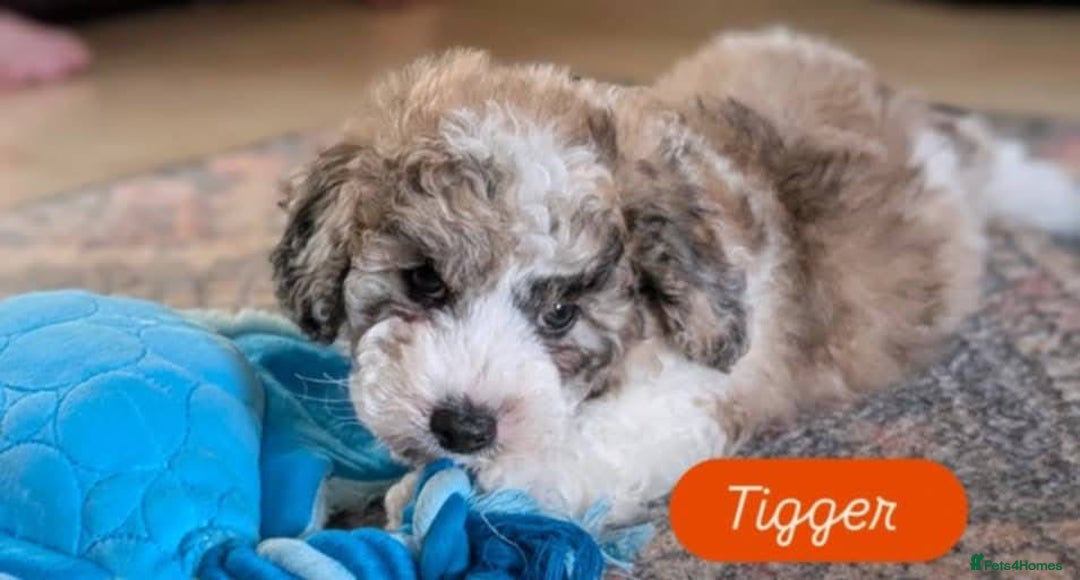 Poochon dogs for sale: Poochon pups stunning Rare colours - Image 18