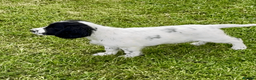 Cocker Spaniel dogs for sale: Working Cocker & Cocker Poo Puppies - Advert 6