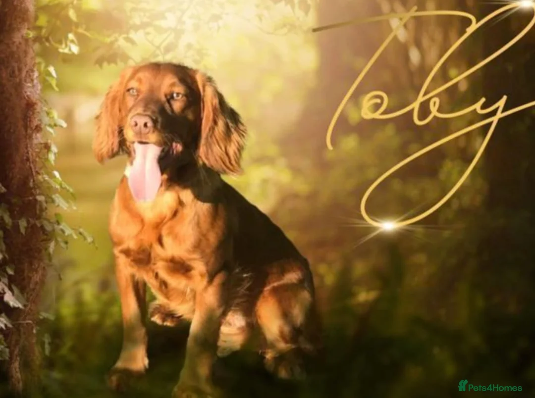 Cocker Spaniel dogs for sale: Ready now - Advert 2