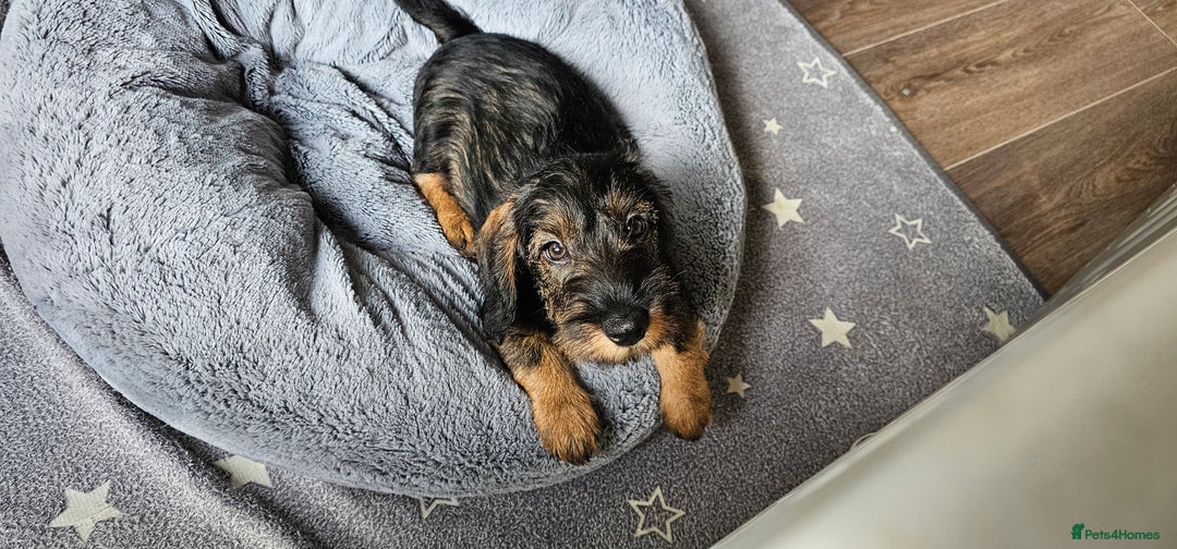 Dachshund dogs for sale: Outstanding Standard Wire haired Dachshund puppies - Image 38